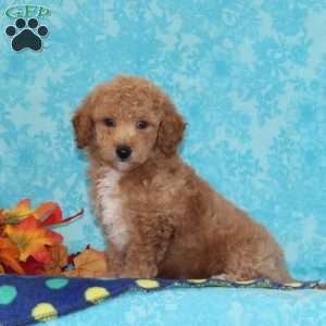 Sugar Maple, Bich-Poo Puppy